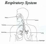 Respiratory System Coloring Page Anatomy Book Images sketch template