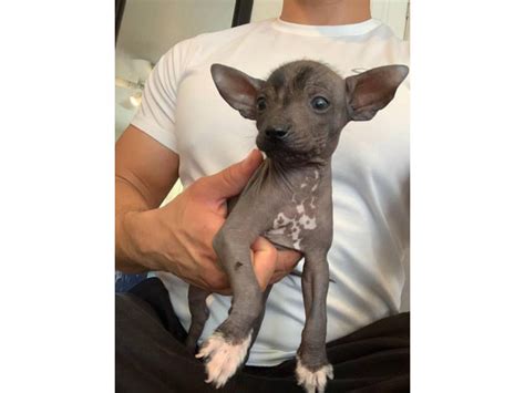 Rare Xoloitzcuintli puppies for adoption San Diego - Puppies for Sale Near Me