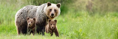 Brown Bear Mother With Two Cubs On Green Meadow With Copy Space Stock ...