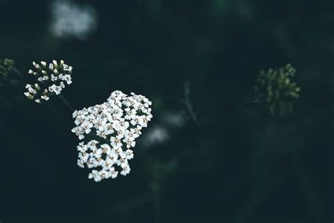 Yarrow Tea Benefits and Side Effects - Superfoodly