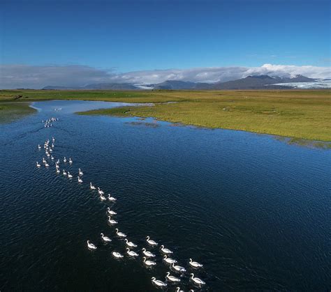 Swans Swimming In Formation, Flaajokull Photograph by Animal Images - Fine Art America