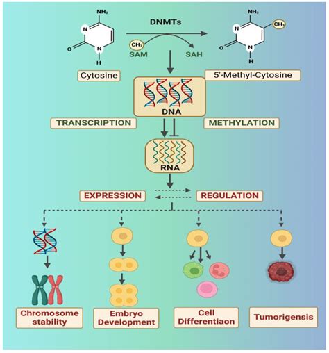 Biology | Free Full-Text | The Emerging Role of Epigenetics in ...