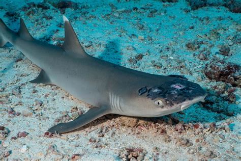 Malaysia's reef sharks stricken with mystery skin disease | Reuters