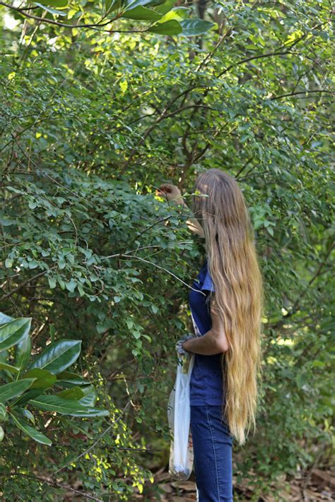 Wild Blueberry Picking for Father's Day | The Survival Gardener