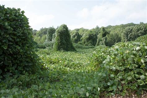 Kudzu -The Vine - landscapesbyjack | Landscape, Scenery, Nature