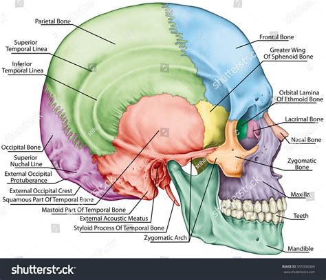 Bones of the Head - MalikqoBass