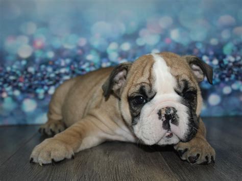 English Bulldog-DOG-Male-Red / White-2797098-Pet City Houston