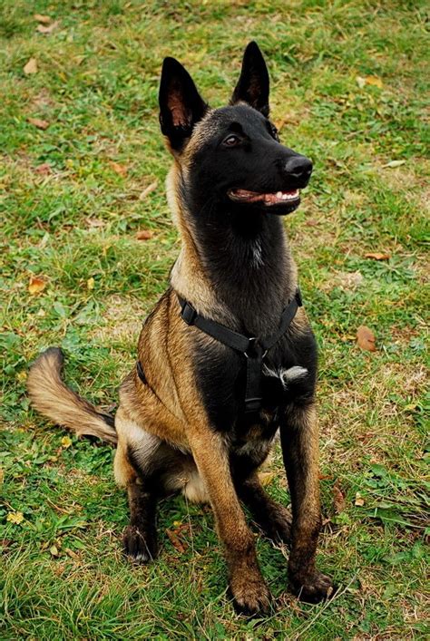 Belgian Malinois | Belgian malinois dog, Malinois dog, Belgian dog