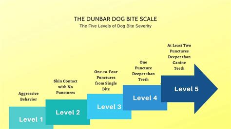 A Guide To The Dunbar Dog Bite Scale | Level 3 Dog Bites