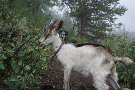 Training your Pack Goat Kid, Everything they need to learn year 1