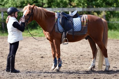 Essential Guide to Horse Tack – Farm House Tack