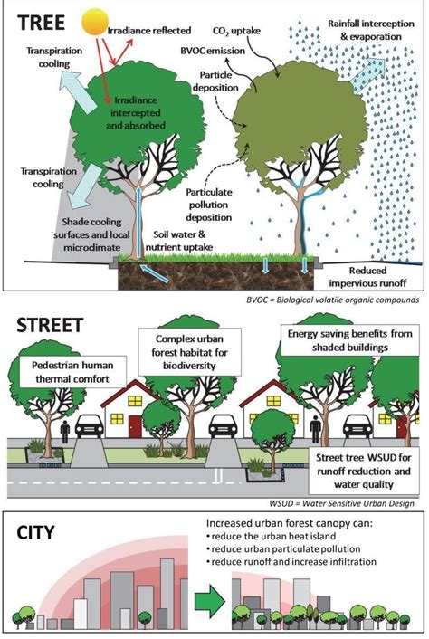 Urban Tree Canopy Assessments | PVPC