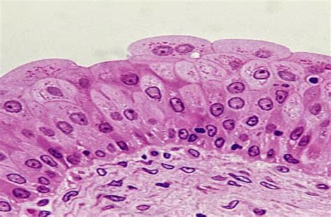 The Elementary Tissues of the Body - Notes for Pakistan