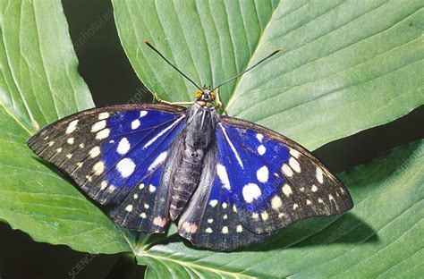 Japanese Emperor Butterfly - Stock Image - Z355/1062 - Science Photo ...