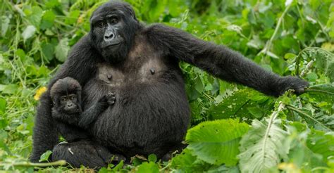 Gorilla Photo Tour | African Safaris | Natural Habitat