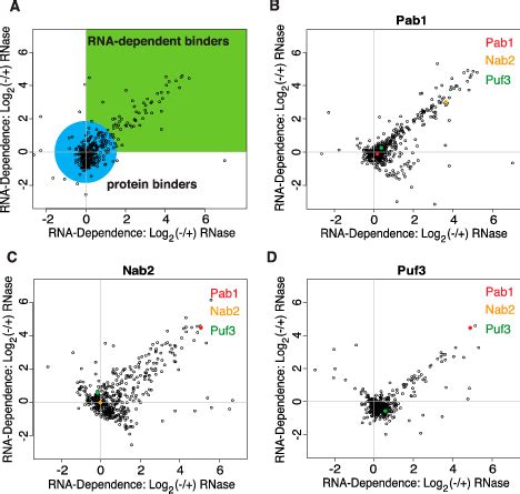 Overview of RNA-dependent interaction data. A scatterplot of the... | Download Scientific Diagram