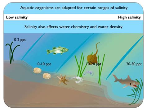 Animals That Live In Estuaries