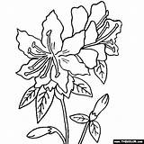 Rhododendron Flower Coloring Page  coloring Pages sketch template
