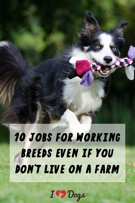 10 Jobs For Working Breed Dogs Even If You Don't Live On A Farm ...