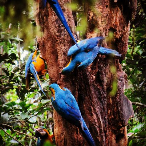 Yasuni Amazon Rainforest – Birdwatching – Ecuador Birding