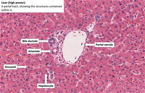 Liver Histology Labeled | My XXX Hot Girl