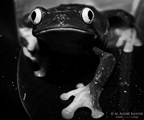 Black Frog | ©copyright. Tous droits réservés. D90, macro ni… | Flickr