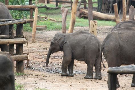 Elephant orphanage | these are the images of the Sri Lankan … | Flickr