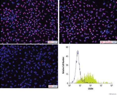 StemXVivo Endoderm Kit SC019B: R&D Systems