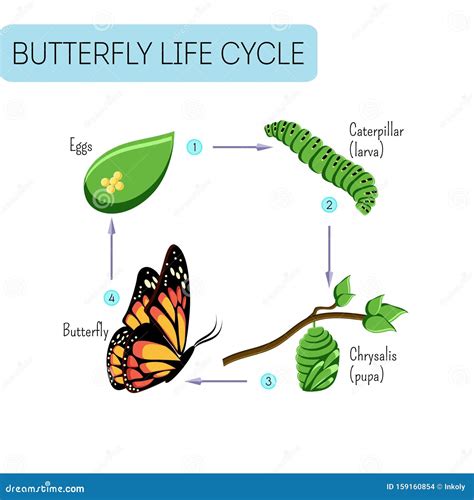 Life cycle of butterfly stock illustration. Illustration of metamorphosis - 159160854