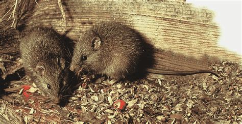 Ratón, rata y ratón de roedores de ratas polinesias del océano Pacífico de Nueva Zelanda ...