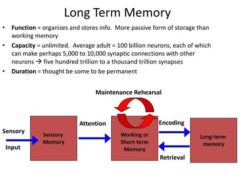 PPT - Long Term Memory PowerPoint Presentation, free download - ID:2652340