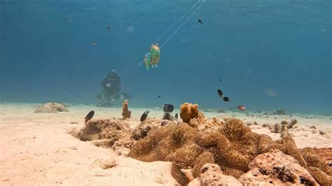 Sea wildlife: Trumpetfish shadow to sneak up on their prey - BBC Newsround