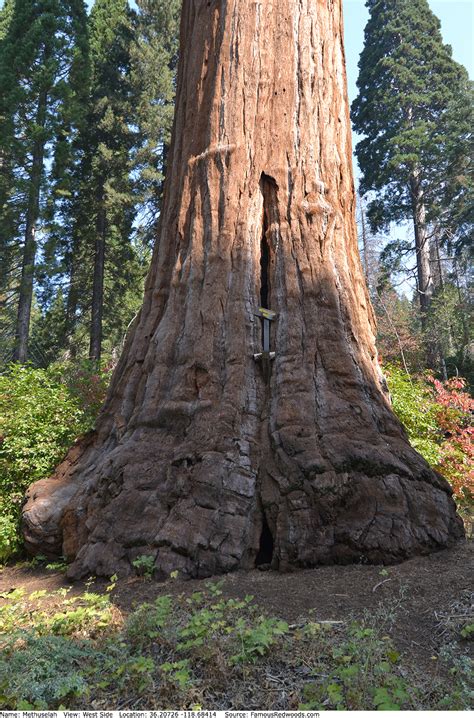 Methuselah Tree - Famous Redwoods