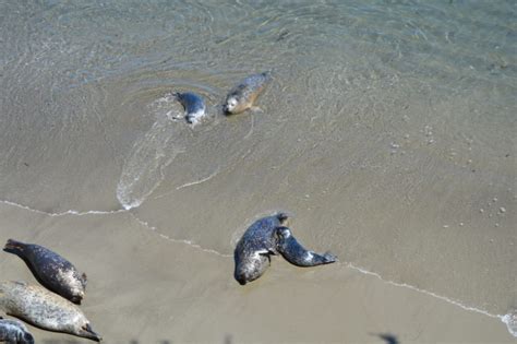 Point Lobos State Reserve – Loyalty Traveler