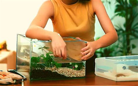 Guppy Tank Setup 101: Best Practices (Low Tech, Low Budget)