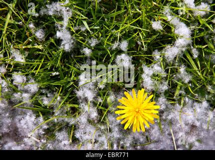 The seeds of a cottonwood poplar tree in Boise, Idaho, USA Stock Photo ...