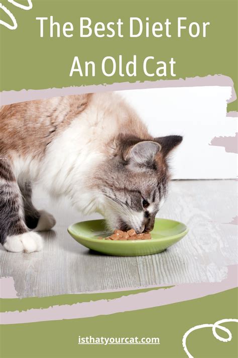 The Best Diet For An Old Cat in 2021 | Old cats, Cats, Cats and kittens