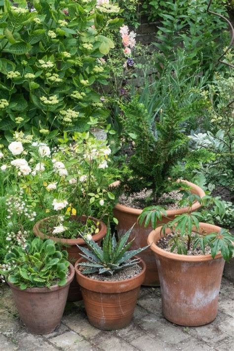 10 easy care evergreen pots for year round impact - The Middle-Sized ...