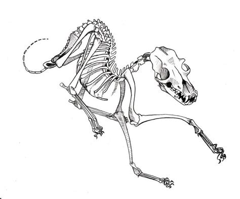 Site Suspended - This site has stepped out for a bit | Dog skeleton ...