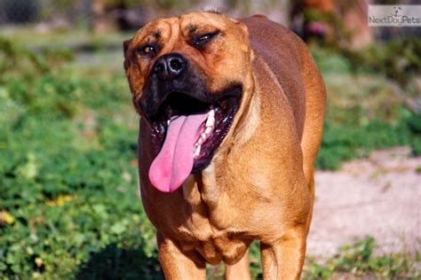 Tyrion : American Bandogge Mastiff puppy for sale near Phoenix, Arizona. | 6697eb3f-0121