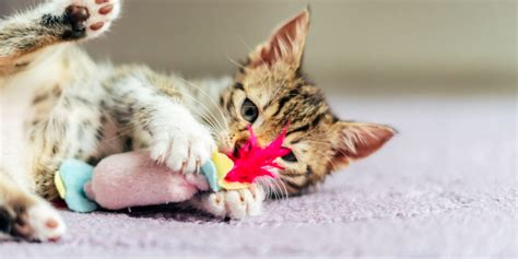 Playing with your kitten | International Cat Care