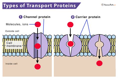 Explain the Differences Between the Two Types of Transport Proteins