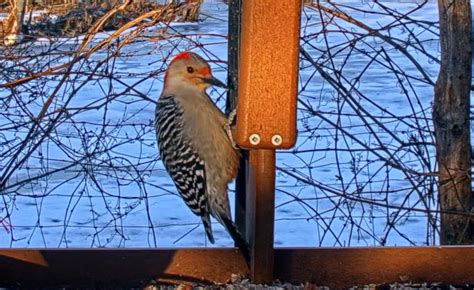 Who's That Bird? Resources For Identifying Cornell FeederWatch Cam Visitors | Cornell Lab Bird Cams