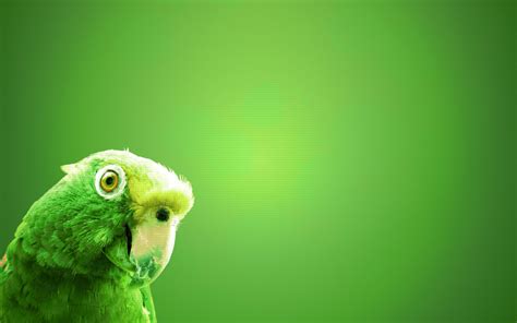 Parrot Wallpaper for Desktop - WallpaperSafari