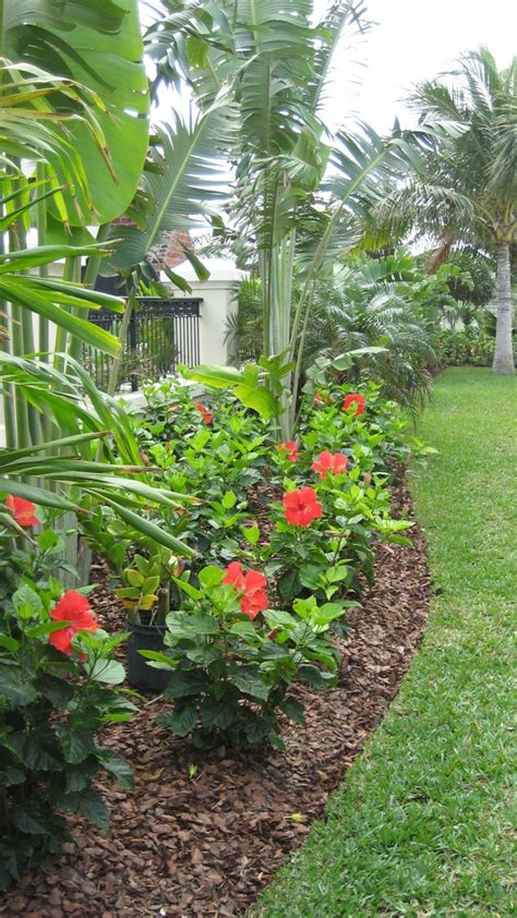 Plant Hibiscus for a Colorful Landscape