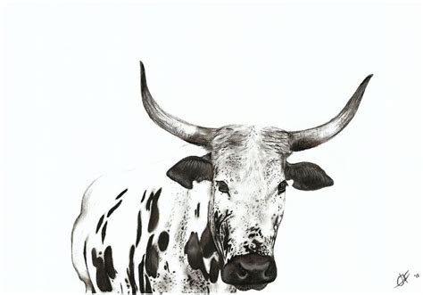 Nguni Drawing by Jessica Fowlds - Fine Art America