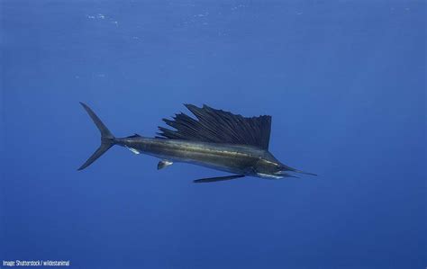 Sailfish - Oceana