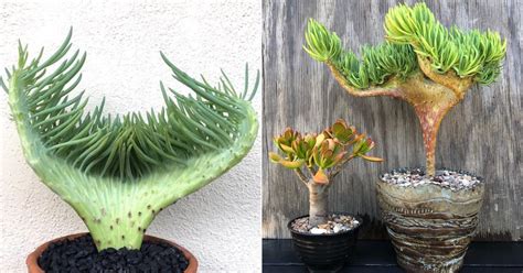 These Mermaid-Tail Succulents Are So Magical | POPSUGAR Home