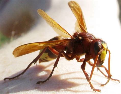 Oriental hornet - Alchetron, The Free Social Encyclopedia