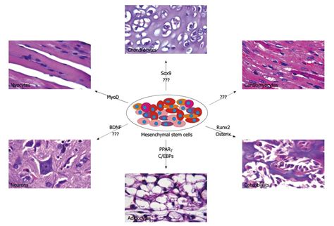 Mesenchymal stem cells - trifas